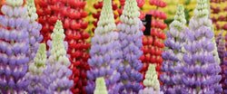 CHELSEA_FLOWER_SHOW_BLUE-BADGE_CO_TIPS_FOR_ACCESSIBILITY_AND_CONGESTION_CHARGE_EXEMPTION